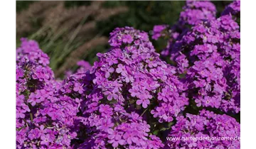 Gartenbaumschule Becker