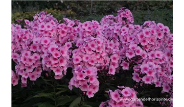 Gartenbaumschule Becker