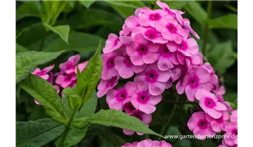 Gartenbaumschule Becker