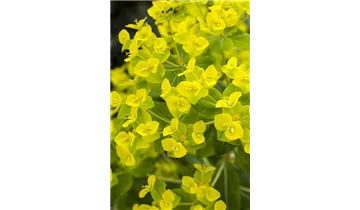 Gartenbaumschule Becker