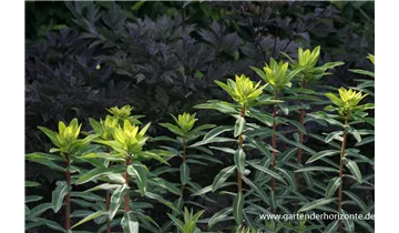 Gartenbaumschule Becker