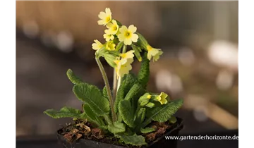 Gartenbaumschule Becker