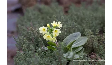 Gartenbaumschule Becker