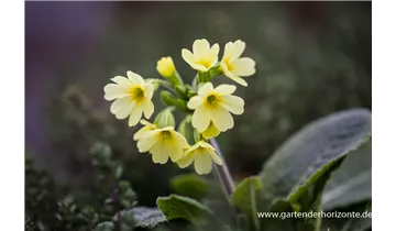 Gartenbaumschule Becker