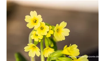 Gartenbaumschule Becker