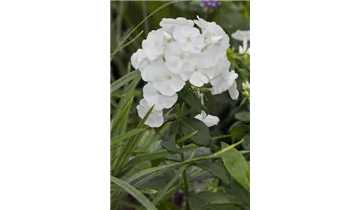 Gartenbaumschule Becker