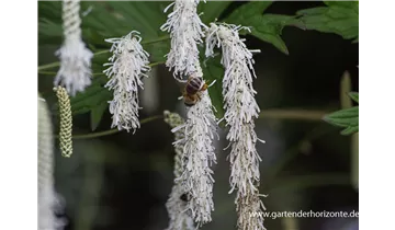 Gartenbaumschule Becker