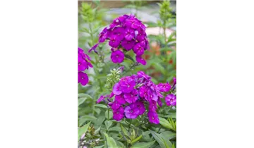 Gartenbaumschule Becker