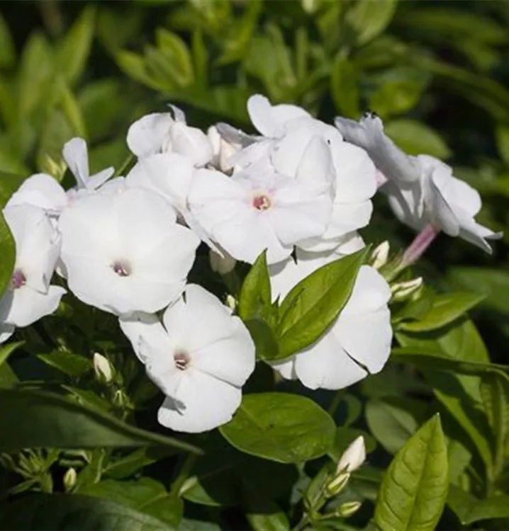 Phlox paniculata 'Pina Colada'