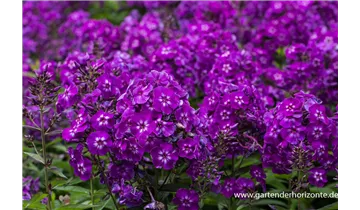 Gartenbaumschule Becker