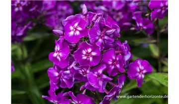 Gartenbaumschule Becker