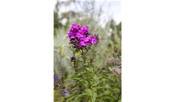 Gartenbaumschule Becker