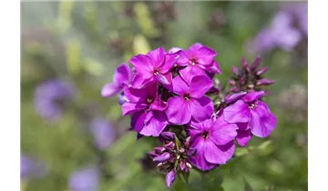 Gartenbaumschule Becker