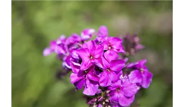 Gartenbaumschule Becker