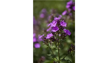 Gartenbaumschule Becker