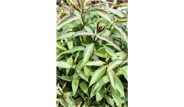 Gartenbaumschule Becker