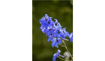 Gartenbaumschule Becker