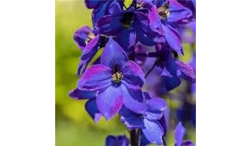 Gartenbaumschule Becker