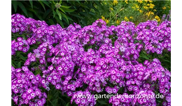 Gartenbaumschule Becker