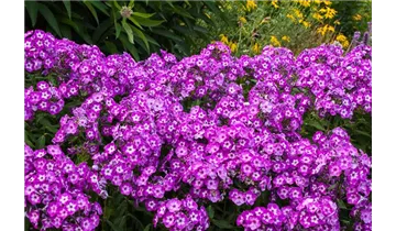 Gartenbaumschule Becker