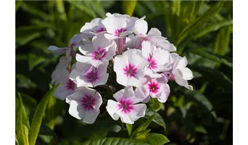 Gartenbaumschule Becker