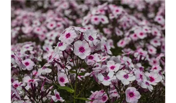 Gartenbaumschule Becker