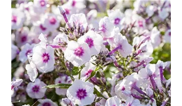 Gartenbaumschule Becker