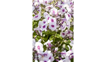 Gartenbaumschule Becker