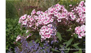 Gartenbaumschule Becker