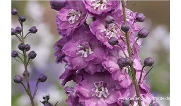 Gartenbaumschule Becker