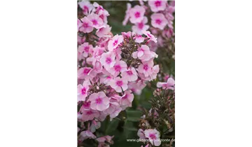 Gartenbaumschule Becker