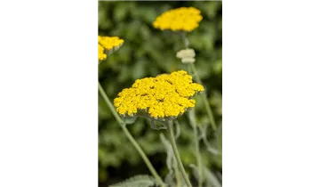 Gartenbaumschule Becker