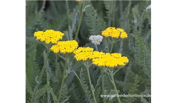 Gartenbaumschule Becker