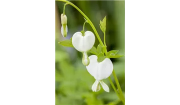 Gartenbaumschule Becker