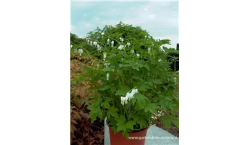 Gartenbaumschule Becker