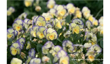 Gartenbaumschule Becker