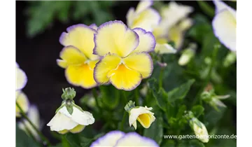 Gartenbaumschule Becker