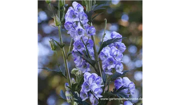 Gartenbaumschule Becker