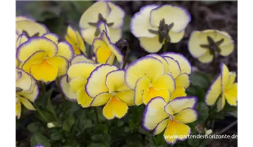 Gartenbaumschule Becker