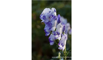 Gartenbaumschule Becker
