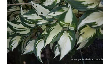 Gartenbaumschule Becker