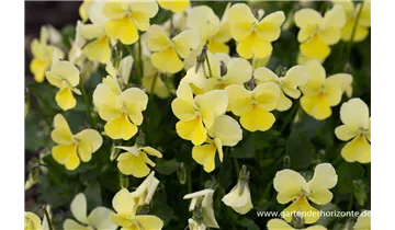 Gartenbaumschule Becker