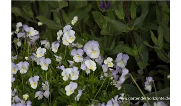 Gartenbaumschule Becker