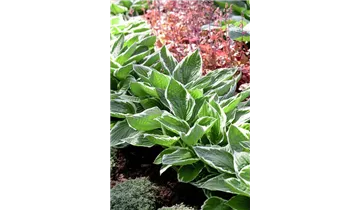 Gartenbaumschule Becker