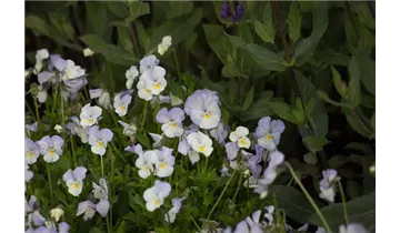 Gartenbaumschule Becker