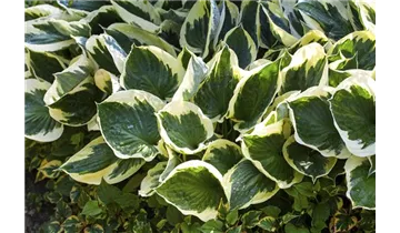 Gartenbaumschule Becker