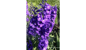 Gartenbaumschule Becker