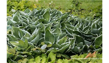 Gartenbaumschule Becker