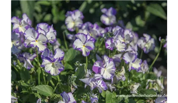 Gartenbaumschule Becker