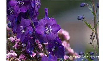 Gartenbaumschule Becker